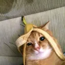 cattiebattie