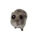 classymonkeyy