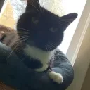 atomicschoolbus1 avatar