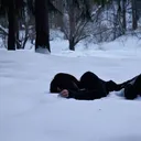 riskedsnow