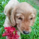 vinu_mm2