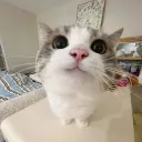 boofadoof