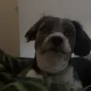 yappitycappity