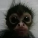 bbayleh