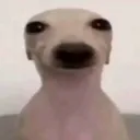 carlitos_elmascapitotop1 avatar