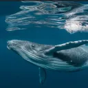 whalegamer2500.