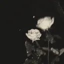 no_rm_al