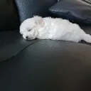 hoay0915_07237 avatar