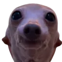 dumbjetty