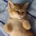 Аватар fff9990268