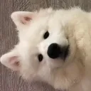 ploo
