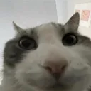 thiscatfr