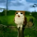 gustambin15_83192 avatar