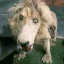 tumaridobelcasts_99878 avatar