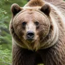 bearxsn