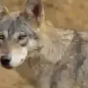 saki_renaciendo
