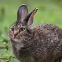 richard039134 avatar