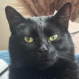 carolinagirl97_01788's Avatar