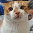 bright_dragon_78733 avatar