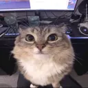 cattasskot