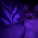 cattasskot