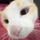 belugaofficialreal#0