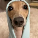 javajeno
