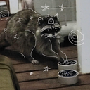 clovertheraccoon_97625 member profile picture