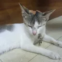 iatemydih avatar
