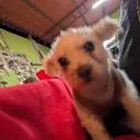 axoplayzfnyt
