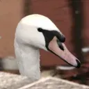 tavolk