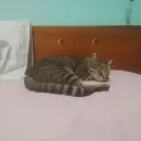 lia_patito_25328 avatar