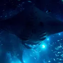 astartus