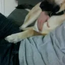 caninek9233