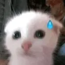 cats_lmgood avatar
