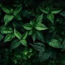 theleafdude