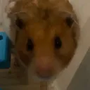 leomi