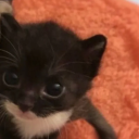 avatar 𝓝𝓸𝓪 💋