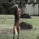 crash.exe