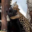 avatar Charsi malanga🍃👸🏻