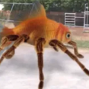 Fiahzer