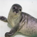 avatar dailyseal