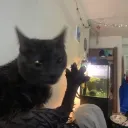 yourlocalmal_ avatar