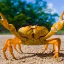 pokemon_soccer avatar