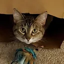 jalian