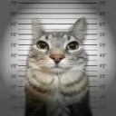 catnipiwantidreamineed avatar