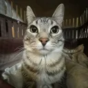 combinacion0786 avatar