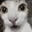 toastiegmdyt avatar