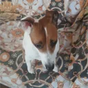 therealonogen avatar