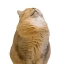 alissa._.cat
